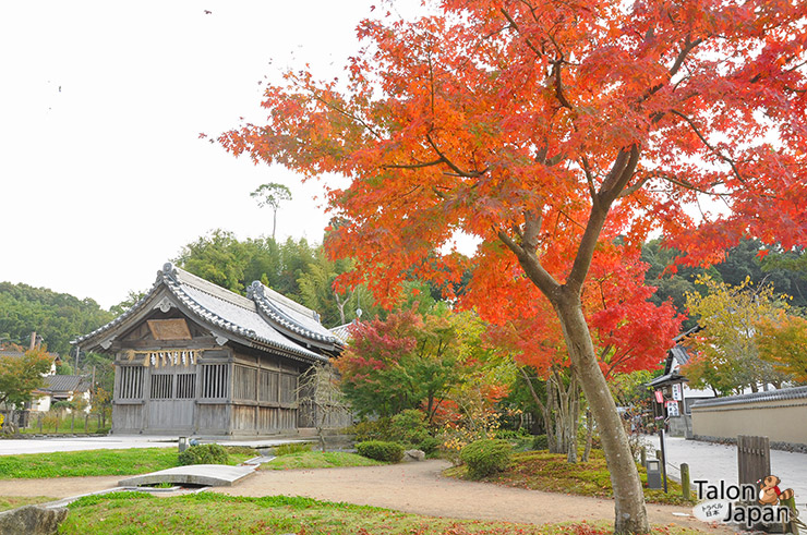 บรรยากาศช่วงใบไม้เปลี่ยนสีภายในศาลเจ้าดาไซฟุ Dazaifu tenmangu shrine