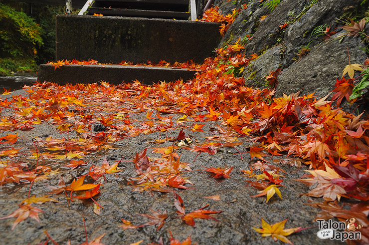 บรรยากาศช่วงใบไม้เปลี่ยนสีของเมืองคุโรคาวะ ออนเซน Kurokawa Onsen