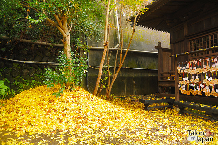 บรรยากาศช่วงใบไม้เปลี่ยนสีของเมืองคุโรคาวะ ออนเซน Kurokawa Onsen