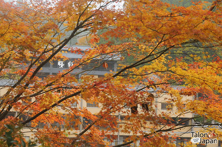 บรรยากาศตอนเช้ากับใบไม้แดงที่เมืองคุโรซาวะ-ออนเซน Kurokawa Onsen