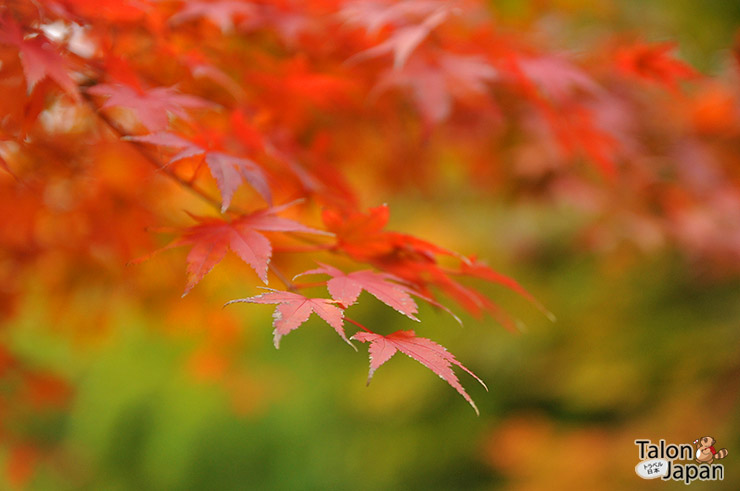 บรรยากาศตอนเช้ากับใบไม้แดงที่เมืองคุโรซาวะ-ออนเซน Kurokawa Onsen