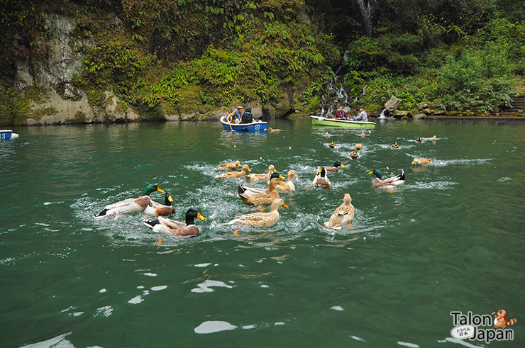 ฝูงเป็ดรุมกินอาหารกันที่ช่องเขาทาคาชิโฮะ Takachiho kyo