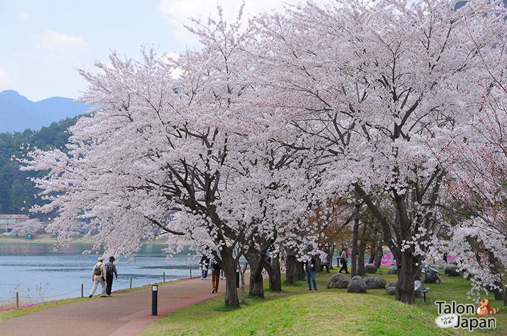 สวนซากุระบานที่ริมทะเลสาป