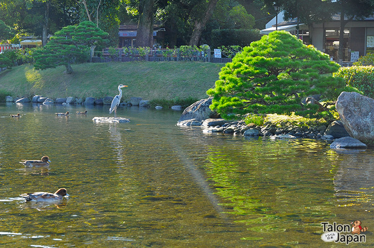 นกกระเรียนในสวนซุยเซนจิ Suizenji Koen