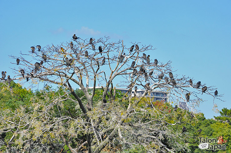 นกมากมายที่สวนโอโฮริ