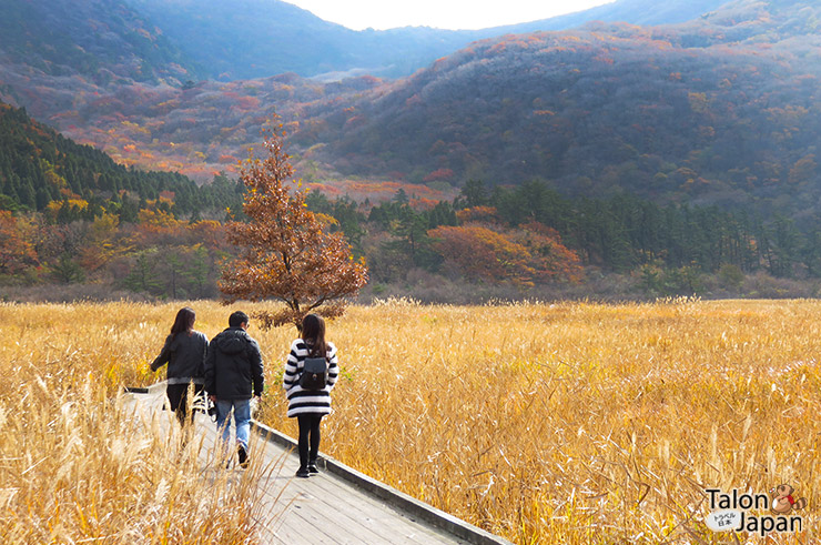 เส้นทางเดินในทุ่งดอกหญ้าที่พื้นที่ชุ่มน้ำ ทาเดวะระ Tadewara Wetland