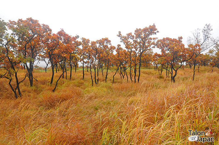 บรรยากาศใบไม้เปลี่ยนสีของถนนสายโรแมนติค Old Oguni Highway