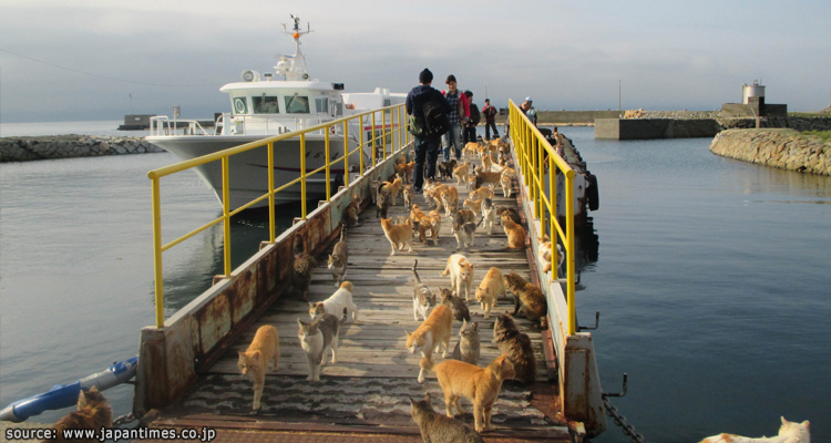 บรรยากาศบริเวณท่าเรือที่เกาะแมว เอโอชิม่า Aoshima Cat island