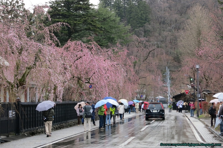 ซากุระบานที่หมู่บ้านซามูไรเก่า KAKUNODATE, จังหวัด AKITA
