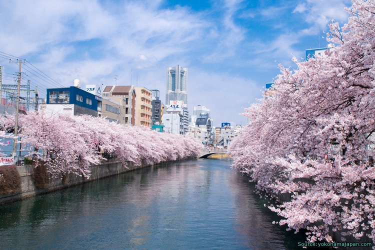 ซากุระบานที่สวนริมแม่น้ำ OOKAGAWA RIVER, จังหวัด YOKOHAMA