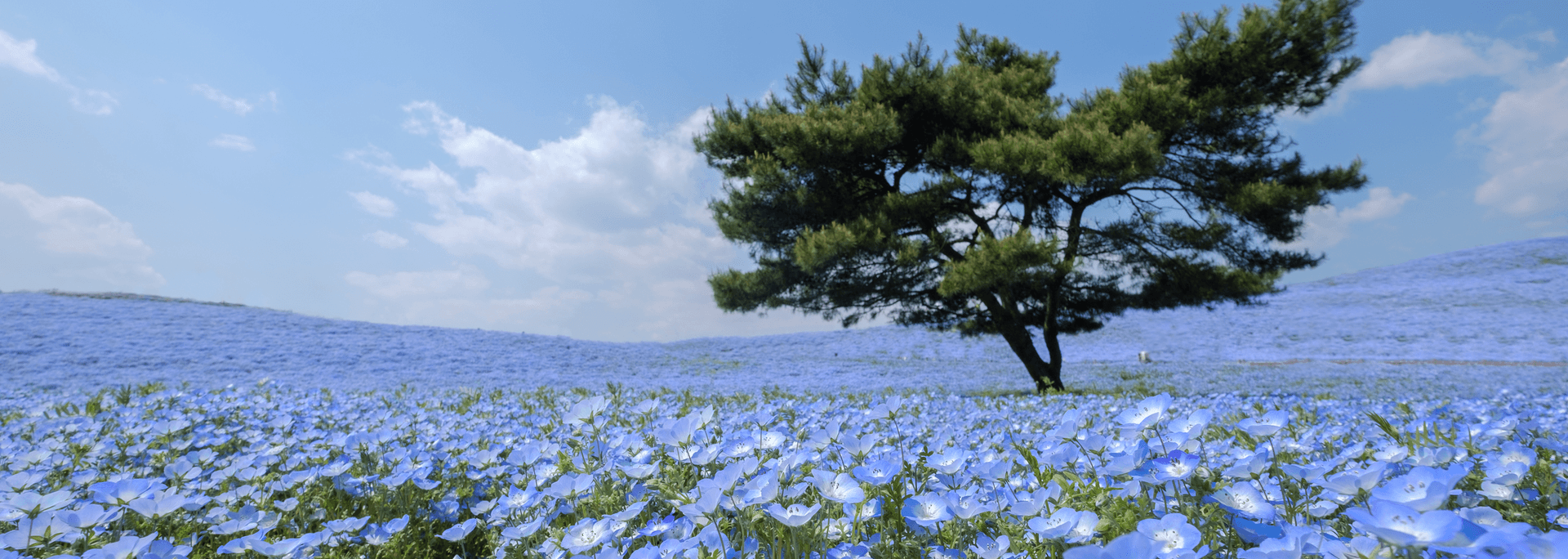 季節の画像