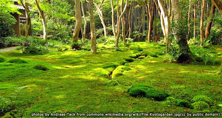 วัดโคเคเดระ – Kokedera (Moss Temple) วัดมอสแห่งเกียวโต