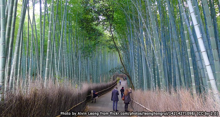 สวนป่าไผ่ – Arashiyama Bamboo Groves