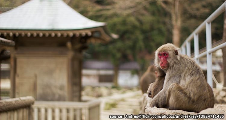 สวนลิงบนเขาทาคาซาคิ Takasakiyama Monkey Park
