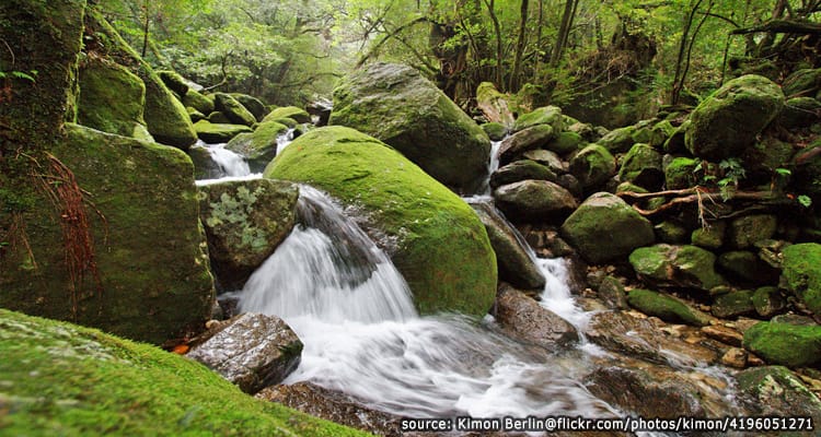 เส้นทางเดินป่าดูต้นสนโบราณ Yakusugi Trail
