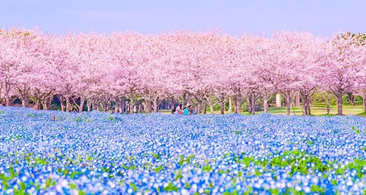 สวนริมทะเลยูมิโนนะกะ Uminonakamichi Seaside Park