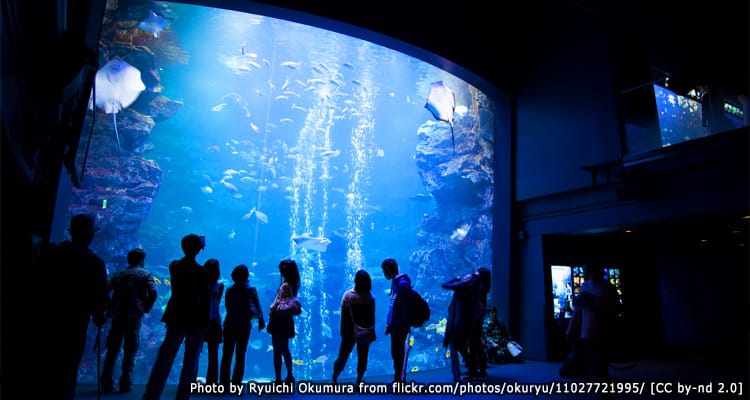 พิพิธภัณฑ์สัตว์น้ำเกียวโต Kyoto Aquarium