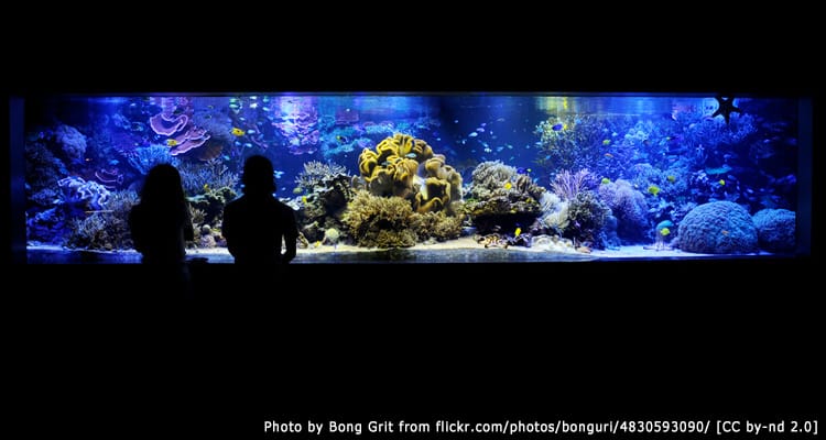 พิพิธภัณฑ์สัตว์น้ำโทบะ Toba Aquarium