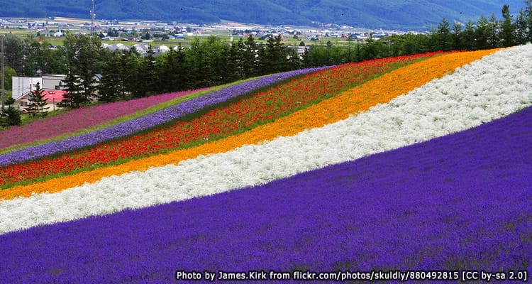 ฟาร์มลาเวนเดอร์ทิศตะวันออก Lavender East