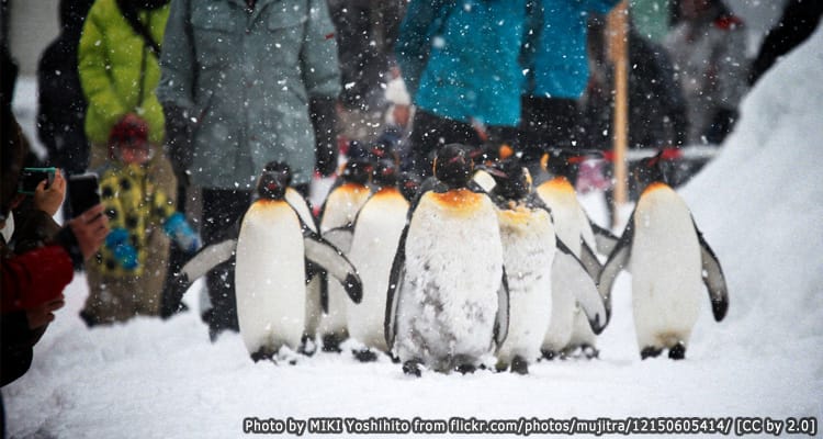 สวนสัตว์อะซาฮิยาม่า Asahiyama Zoo