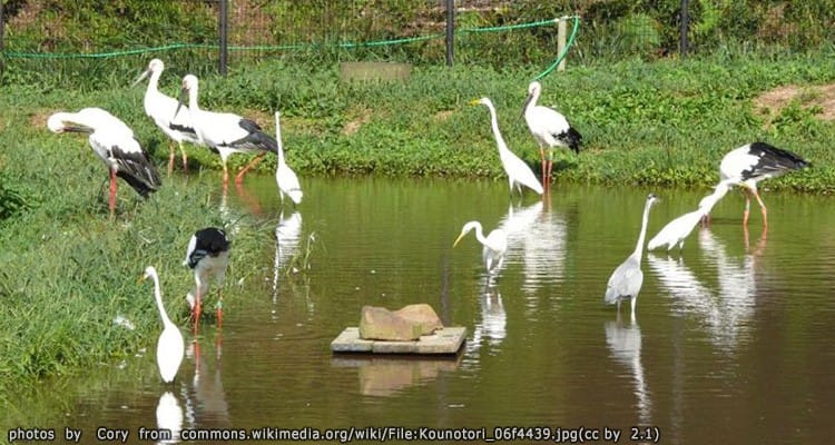 สวนโคโนโทริโนซาโตะ Konotori no Sato Park