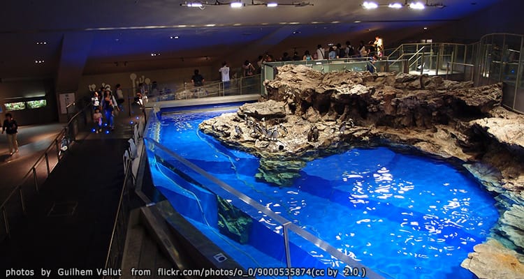 พิพิธภัณฑ์สัตว์น้ำซุมิดะ Sumida Aquarium