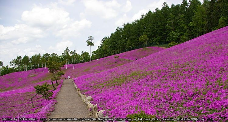 สวนทาคิโนอูเอะ Takinoue Park