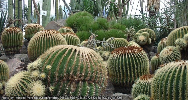 สวนกระบองเพชรอิซุ Izu Cactus Park