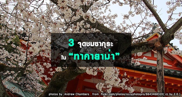 3 จุดชมซากุระในทาคายาม่า