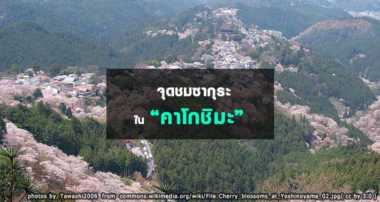 จุดชมซากุระในคาโกชิมะ Kagoshima Hanami Spots