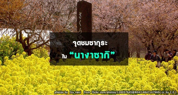 แนะนำจุดชมซากุระในนางาซากิ Nagasaki Hanami Spots