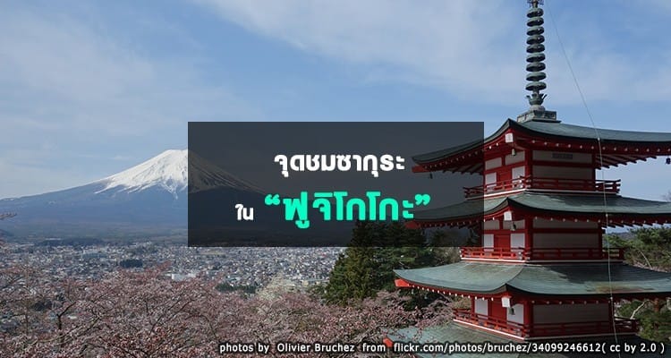 จุดชมซากุระในฟูจิโกโกะ Fujigoko Hanami Spots
