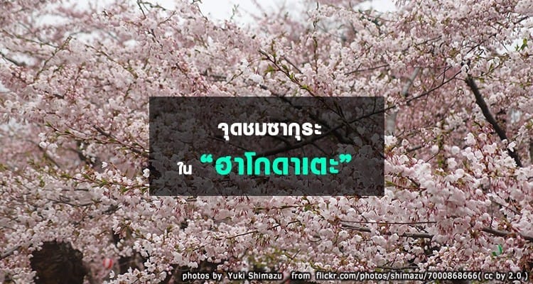 จุดชมซากุระในฮาโกดาเตะ Hakodate Hanami Spots