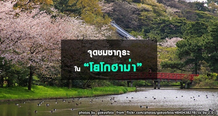 จุดชมซากุระในโยโกฮาม่า Yokohama Hanami Spots