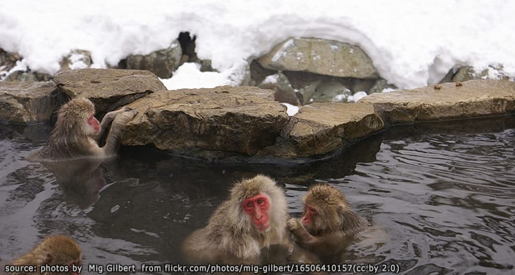 สวนลิงจิโกคุดานิ Jigokudani Monkey Park