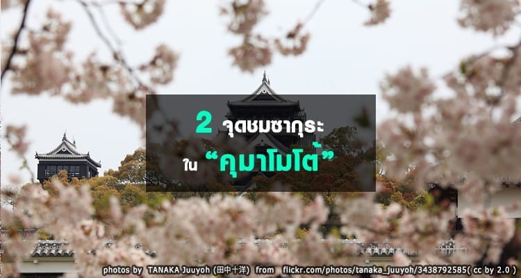 จุดชมซากุระในคุมาโมโต้ Kumamoto Hanami Spots