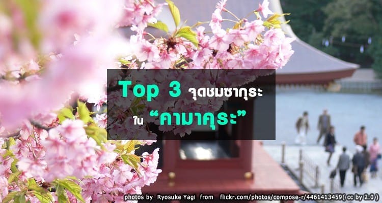 จุดชมซากุระในคามาคุระ Kamakura Hanami Spots