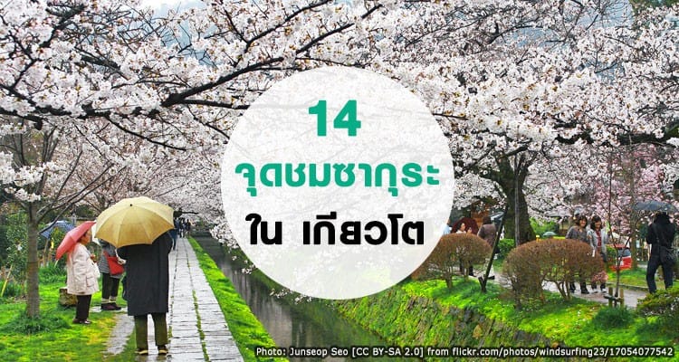 14 จุดชมซากุระสุดสวยของเกียวโต Kyoto Top 14 Hanami Spots