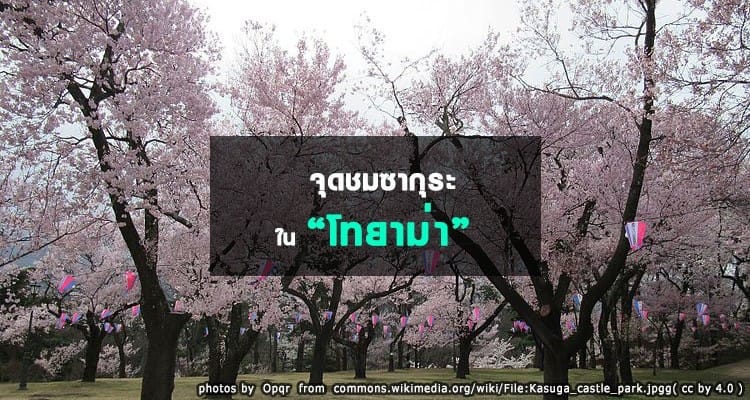 จุดชมซากุระในโทยาม่า Toyama Hanami Spots