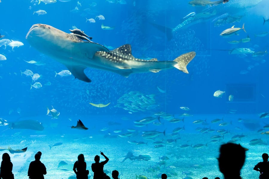 พิพิธภัณฑ์สัตว์น้ำชุราอูมิ Okinawa Churaumi Aquarium