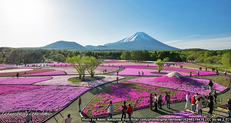 เทศกาลทุ่งดอกไม้ ฟูจิชิบะซากุระ Fuji Shibazakura Festival