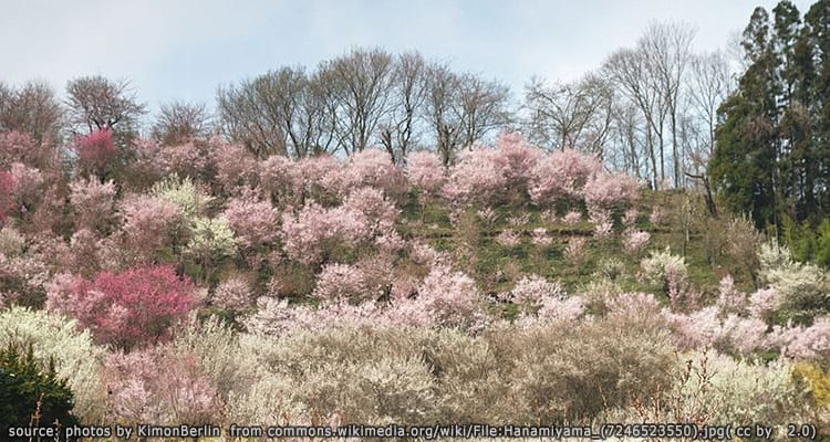 สวนฮานามิยาม่า Hanamiyama