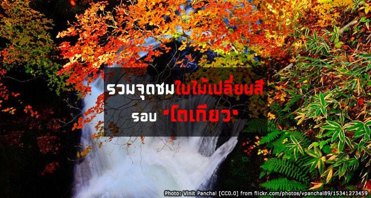 จุดชมใบไม้เปลี่ยนสีรอบโตเกียว Around Tokyo Autumn leaves Spots