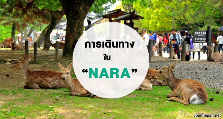 การเดินทางทั้งหมดของเมืองนารา Nara Transportation