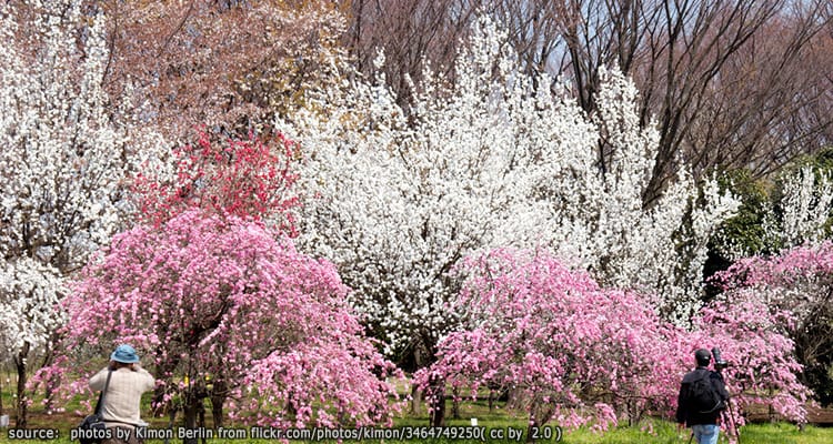 สวนโคงาเนะ Koganei Park
