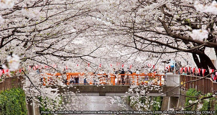 จุดชมซากุระที่แม่น้ำเมกุโระ Meguro River Sakura