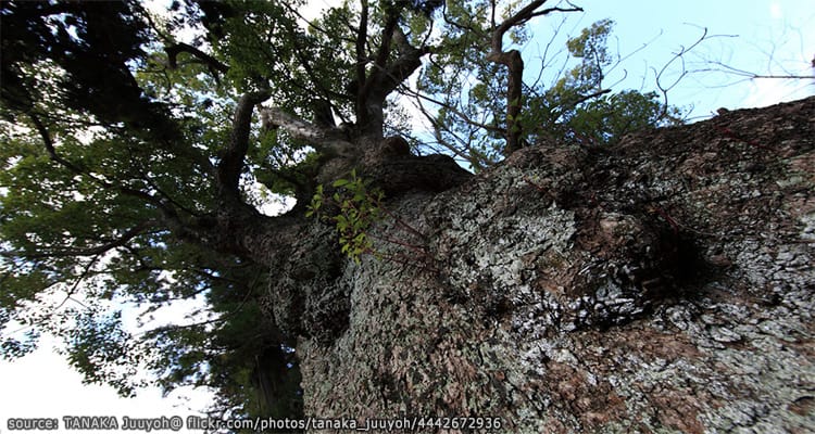 ศาลเจ้าคิโนมิยะ และต้นการบูรพันปี Kinomiya Shrine Kawazu