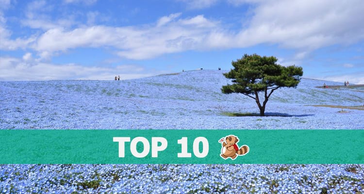 10 ทุ่งดอกไม้สุดอลังการในญี่ปุ่น ที่ต้องไปให้ได้ซักครั้ง