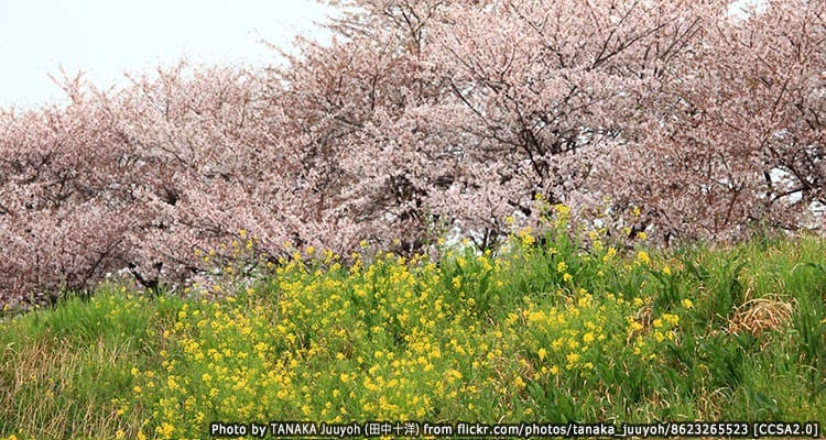 จุดชมซากุระสุดอลังการ Kumagaya Sakura Tsutsumi