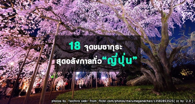 18 จุดชมซากุระสุดอลังการ ทั่วญี่ปุ่น